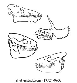 Dinosaur Skull. Drawing Of Skull dinosaur skeleton vector