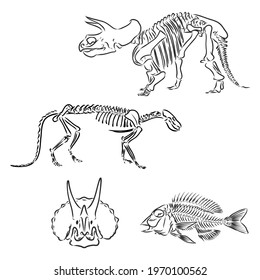 Dinosaur Skull. Drawing Of T-Rex Skull dinosaur skeleton vector