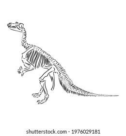 Dinosaur Skull. Drawing Of T-Rex Skull dinosaur skeleton vector