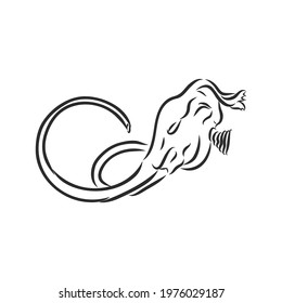 Dinosaur Skull. Drawing Of T-Rex Skull dinosaur skeleton vector