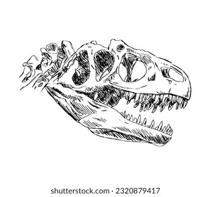 Esqueleto de cráneo de dinosaurio. Lagartija de Allosaurus. Aterrador monstruo predador con dientes. La ciencia de la paleontología. Esbozo de ilustraciones vectoriales en blanco y negro. Tinta dibujada a mano sobre fondo blanco