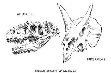 Dinosaur skull skeleton. Allosaurus and triceratops lizard. Scary monster predator with teeth. Science of paleontology. Black and white vector illustration sketch. Hand drawn ink on white background