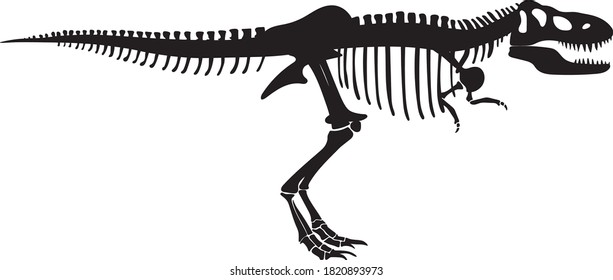Dinosaur Tyrannosaurus Rex, skeleton profile side view, line art vector illustration