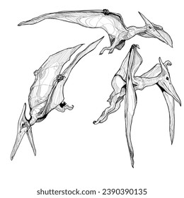 Dinosaur vector drawing set. Pteranodon sketch.