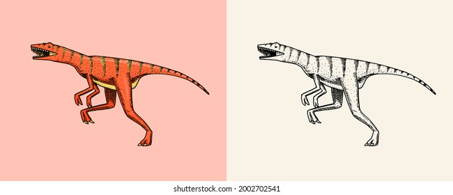Dinosaur Velociraptor, skeletons, fossils. Prehistoric reptiles. Vintage sketch for t-shirt print or poster. Animal engraved Hand drawn vector.