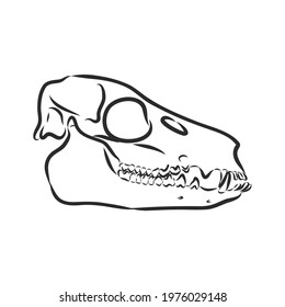 Dinosaur.Hand Drawn. triceratops dinosaur vector sketch illustration
