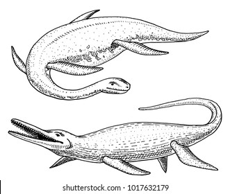 Dinosaurs Elasmosaurus, Mosasaurus, skeletons, fossils, winged lizard. American Prehistoric reptiles, Jurassic Animal engraved Hand drawn vector.