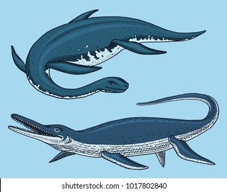 Dinosaurs Elasmosaurus, Mosasaurus, skeletons, fossils, winged lizard. American Prehistoric reptiles, Jurassic Animal engraved Hand drawn vector.