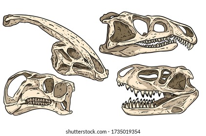 Dinosaurier handgezeichnete Schädel farbenfrohe Doodles Set. Karnevalsfresser und pflanzenfressende Fossilien Sammlung von Bildern. Vektor-Bild