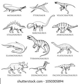 Dinosaurs set, Tyrannosaurus rex, Triceratops, Barosaurus, Diplodocus, Velociraptor, Triceratops, Stegosaurus, skeletons, fossils. Prehistoric reptiles, Animal Hand drawn vector.