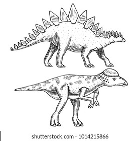 Dinosaurs Stegosaurus, Pachycephalosaurus, Lexovisaurus, skeletons, fossils. Prehistoric reptiles, Animal engraved Hand drawn vector.