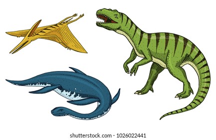 Dinosaurs Tyrannosaurus rex, elasmosaurus, pterosaur, skeletons, fossils. Prehistoric reptiles, Animal engraved Hand drawn vector.