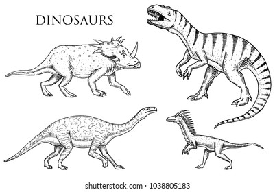 Dinosaurs Tyrannosaurus rex, Velociraptor, Ceratosaurus, Afrovenator, Megalosaurus, Tarbosaurus, Struthiomimus skeletons, fossils. Prehistoric reptiles, Animal engraved Hand drawn vector