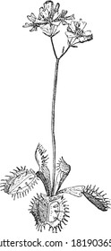 Dionaea Venus, From the Dictionary of Word and Things, 1888.