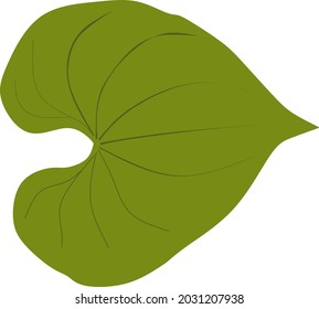 Dioscorea esculenta leaf.commonly known as the lesser yam leaf .vector illustrasion