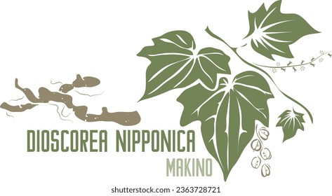 Dioscorea nipponica Heilkräuter in Farbe Vektorsilhouette. Arzneimittel Dioscorea nipponica Makino Pflanze. Set von Yam Dioscorea nipponica Wurzeln und Blätter in Farbbild für Arzneimittel und Coocking