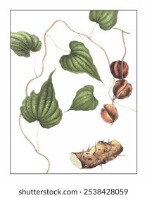 Dioscorea spongiosa, hand-painted floral and botanical painting, hand-painted herbal painting, natural herbs.