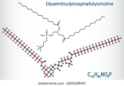Dipalmitoylphosphatidylcholine, DPPC molecule. Natural phospholipid present in pulmonary surfactant. Structural chemical formula, molecule model. Vector illustration