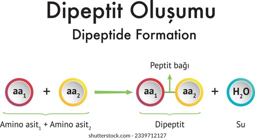 Dipeptide Formation, Peptide Bond, Dipeptide, Amino Acid, Water, Chemistry, Chemistry Lesson, Atom, Molecule, Bond, Covalent Bond, Dieptit Oluşumu, Tuz Oluşumu, Kimya Formülleri, Formül