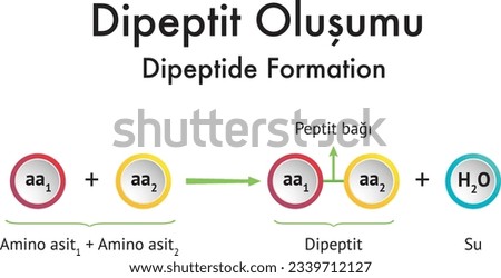 Dipeptide Formation, Peptide Bond, Dipeptide, Amino Acid, Water, Chemistry, Chemistry Lesson, Atom, Molecule, Bond, Covalent Bond, Dieptit Oluşumu, Tuz Oluşumu, Kimya Formülleri, Formül