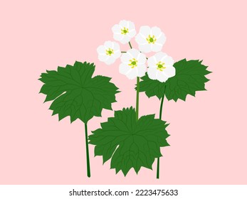 Diphylleia greyi, skeleton flower, is a perennial.