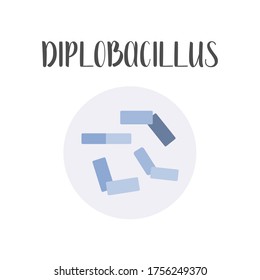Diplobacillus. Bacteria classification. Rod-shaped shapes of bacteria, bacilli. Types and different forms of bacterial cells. Morphology. Microbiology. Vector flat illustration