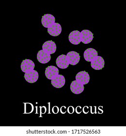 Diplococci structure. Bacteria diplococcus. Infographics. Vector illustration on isolated background