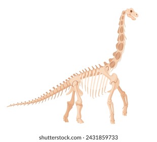 Diplodocus skeleton. Jurassic large herbivorous dinosaur, archaeological dino fossil bones. Plant eating dinosaur flat vector illustration. Ancient fossil skeleton