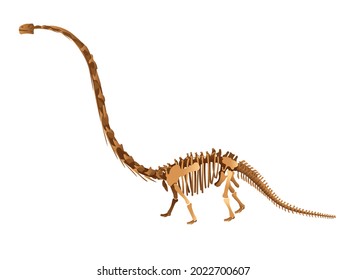 Diplodocus skeleton on white background.