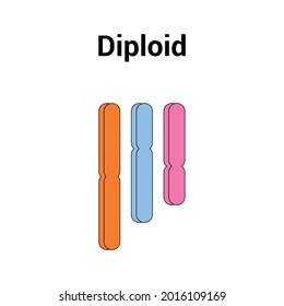 Diploid (2n) Types Of Polyploidy