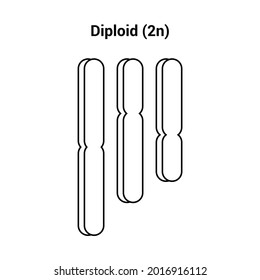 Diploid (2n) Types Of Polyploidy