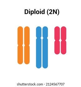 Diploid (2n) Types Of Polyploidy