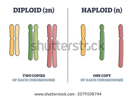 Diploid vs haploid as complete chromosome sets count comparison outline diagram. Labeled educational genetic organisms cell splitting differences vector illustration. One or two copies of eukaryotes.