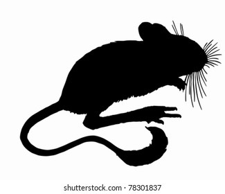 Dipodid silhouette