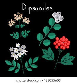 Dipsacales plant order vector examples