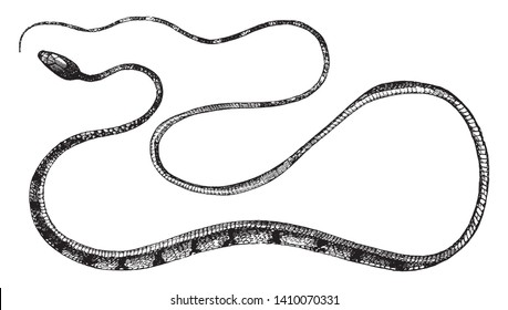 Dipsas Cyanodon is a harmless tree snake found in India, vintage line drawing or engraving illustration.