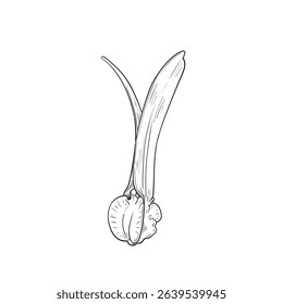 Dipterocarpus alatus fruit hand drawn. isolated on white background, hand drawn vector illustration. 
