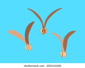 Dipterocarpus alatus Roxb or yang na tree on blue background.