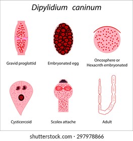 dipylidium scolex