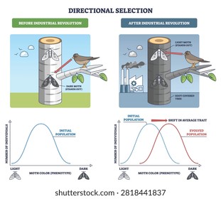 Directional selection outline shows moth color shift as environment changes, bird, moths, and tree explain trait shift before and after industry. Diagram