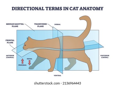 Directional terms in cat anatomy and quadrupeds division outline diagram. Labeled educational scheme with median sagittal, frontal and transverse plane with dorsal or ventral side vector illustration