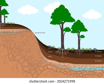 Capas de suciedad. Esquema de capa de suelo con base y raíces, textura de la tierra y biodiversidad del suelo