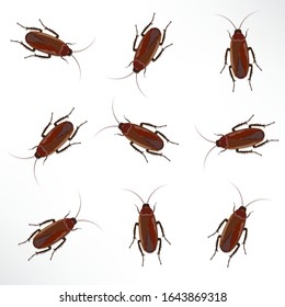 dirty cockroach isolated on the white backgroung illustration vector
