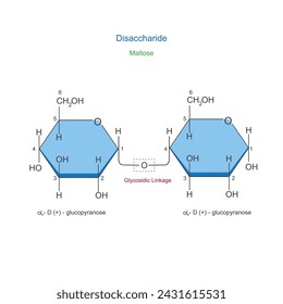 A Disaccharide is a sugar molecule composed of two monosaccharides joined by a glycosidic bond. Maltose or malt sugar. Chemical illustration. svg