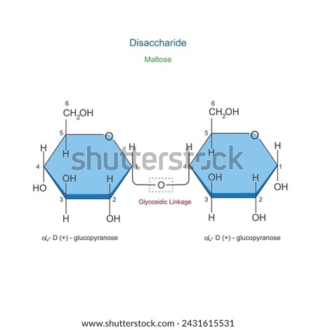 A Disaccharide is a sugar molecule composed of two monosaccharides joined by a glycosidic bond. Maltose or malt sugar. Chemical illustration.