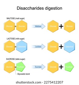 Disaccharides digestion. Enzymes effect on disaccharides molecules. chemical reaction. sucrose, lactose, maltose, and Fructose, Galactose, and Glucose. Vector illustration svg
