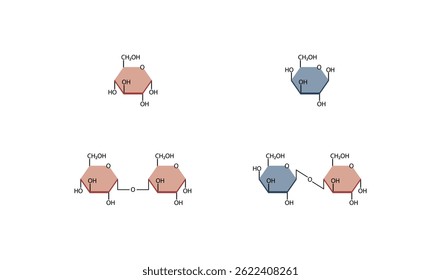 Dissacáridos maltose e estrutura da lactose. Ilustração de vetor.	