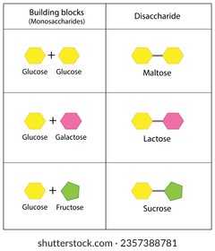 Disaccharides, Maltose, Lactose and Sucrose to Monosaccharides, glucose, galactose and Fructose molecules. Carbohydrates. Vector Illustration. svg