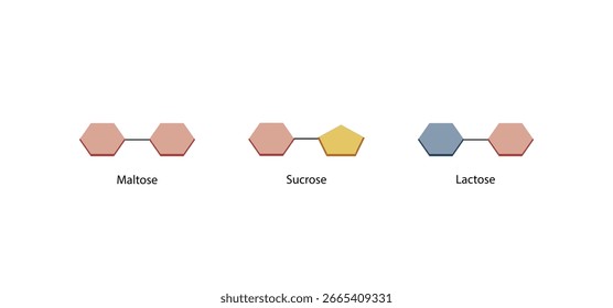 Disaccharides maltose, sucrose and lactose. Vector Illustration.	