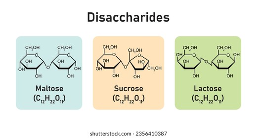 Disaccharides Types Concept Design. Vector Illustration. svg